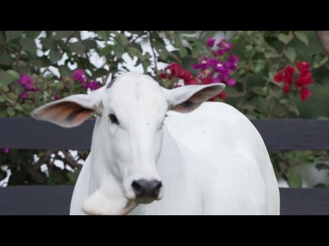 Lote 27   Leilão Nelore CEN & Fazenda Modelo