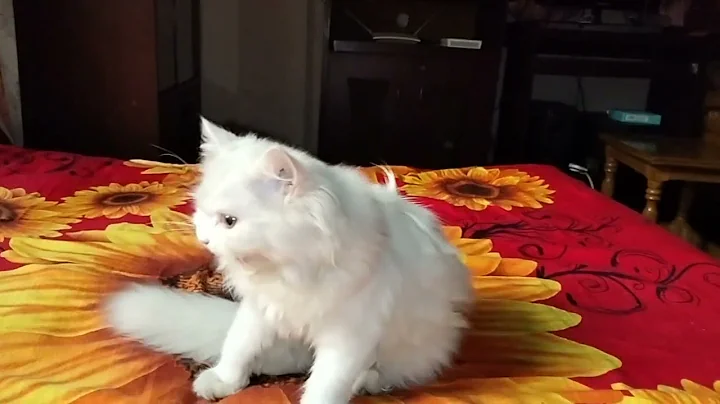 Video 1988461: cats compilation funny baby, baby cute compilation cat, funny sweet kittens, kitten climbing, funny love kitten, best funny kitten