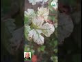يعالج نقص الحديد على أشجار العنب بإضافة شلات الحديد رشا على الأوراق بمعدل 1 جم لكل 1 لتر ماء ويعاد 