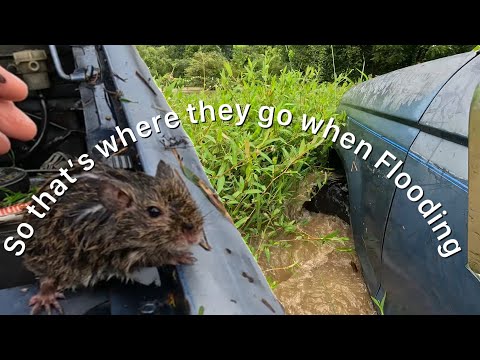 Torrential Rain Floods Alabama: So a Guy Decides to Bush Hog Field w/an Antique Ford Ranger