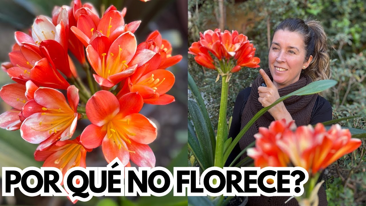 Por qué NO FLORECEN tus CLIVIAS? 🌸 [UBICACIÓN, CUIDADOS y SECRETOS para lograrlo]✨🌿
