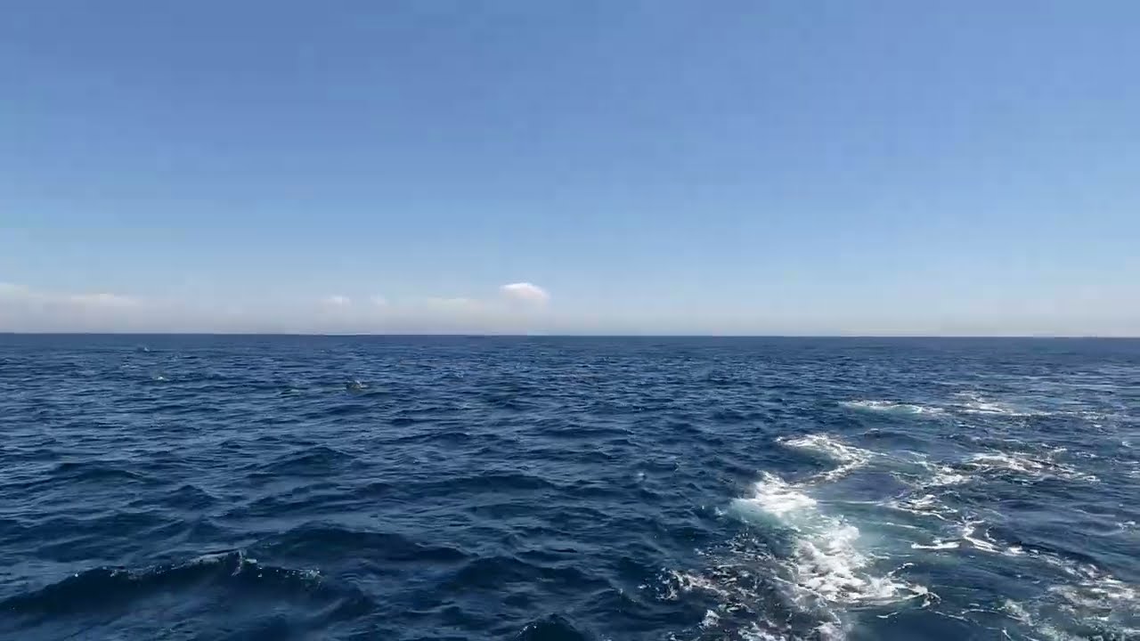 Long Beach Whale Watching Harbor Breeze Cruises (2022-09-03, Long Beach, CA) [4K]