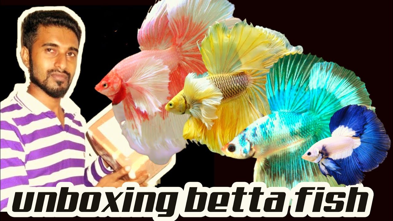 unboxing betta fish in tamil Unboxing betta tank fish Aquarium YouTube
