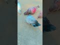 #kabutarandekabdetehain #pigeon 💪💪💪💪👍💪👍👍👍👍👍👍👍👍🕊️🕊️🕊️🕊️