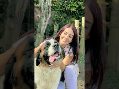 Video: Animal Shelter celebra la recuperación del perro con un concurso para adivinar su raza