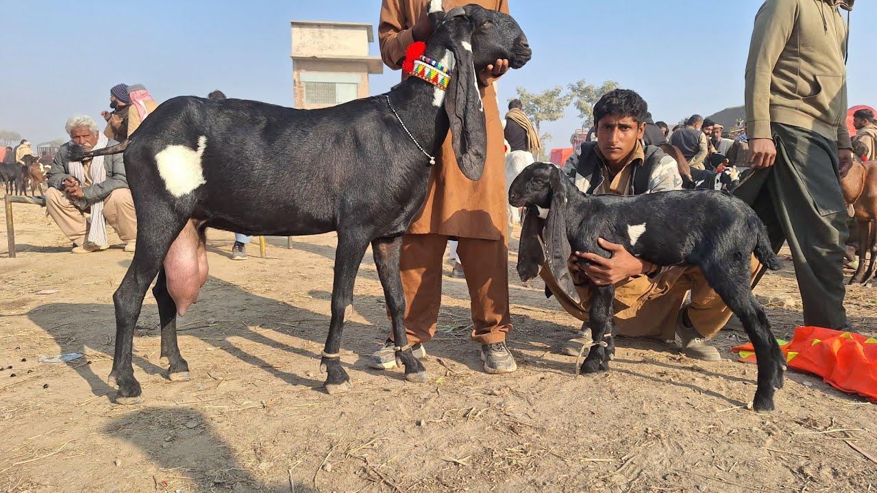 January 2026 Sahiwal Bakra Mandi Punjab Pakistan | Beetal Goat Baby Beetal Breeder