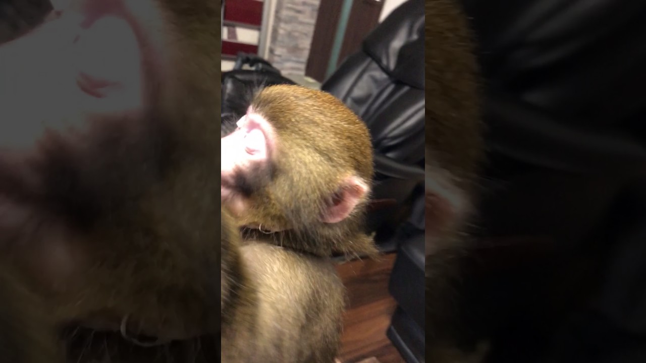 Christmas preparation