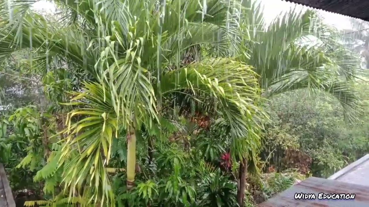 RELAKSASI SUARA HUJAN - Suara hujan untuk tidur.