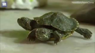 Baby turtle with two heads found on a Florida beach