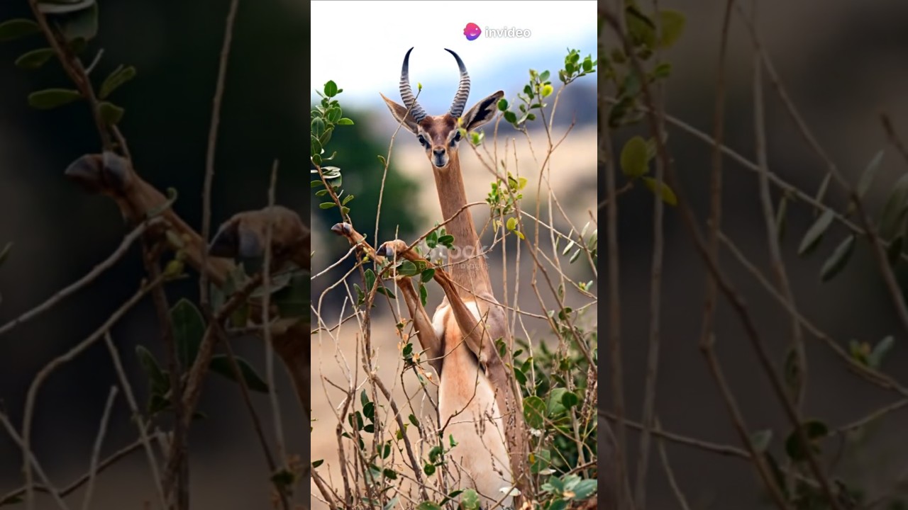 Gerenuks!!! The Giraffe Gazelle 🦒 🦌