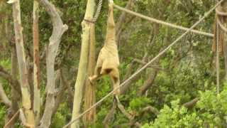 White Handed Gibbons at the SB ZOO