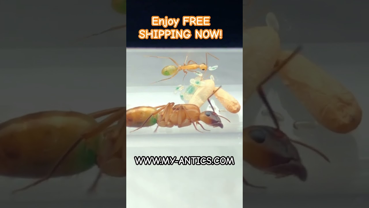Buy Queen Ant Colonies For Sale Free Shipping & Gift-card GIVEAWAY  www.myantics.com 