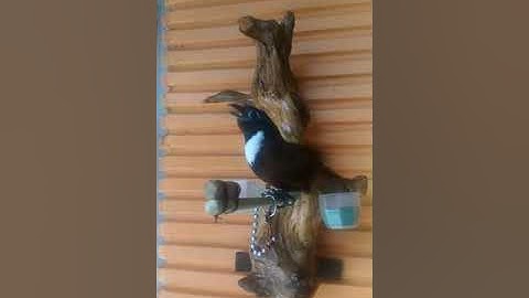 Burung Tepus leher putih atau cak kalung gacor masteran segala burung kicau