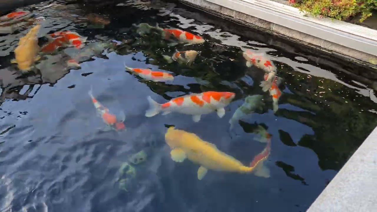 Show-Teich R.S KOI CONSULTING - 31.05.2022