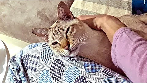 Video 3642851: lynx point siamese cat, cute lynx point siamese, siamese cat purring, cat purring loudly, purring enjoying