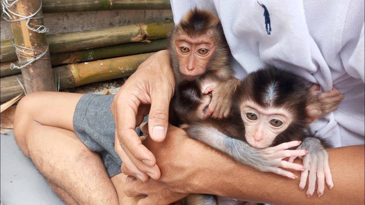 Наблюдать за их поведением этим утром очень мило.