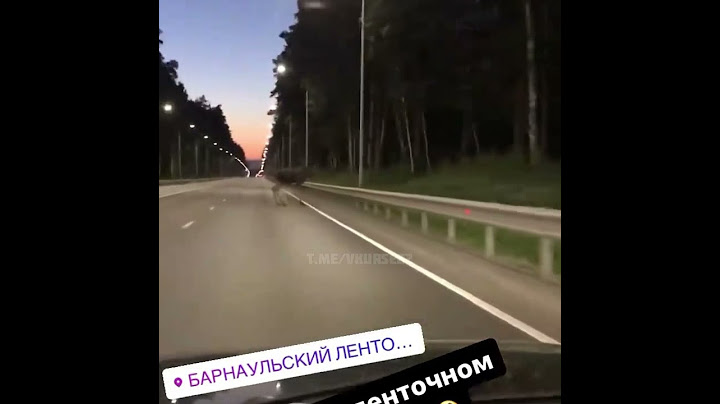 Барнаульцы встретили лося на шоссе Ленточный бор.
