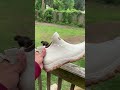 Easy to slip on when walking the dogs 🐶
