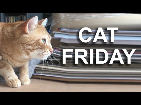 CAT FRIDAY - PAROLE DE CHAT