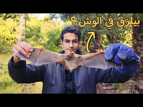 من أغرب الحيوانات خفاش الفاكهة المصري   