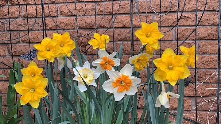 The Hyacinths and Daffodils are Gracing A Little G...