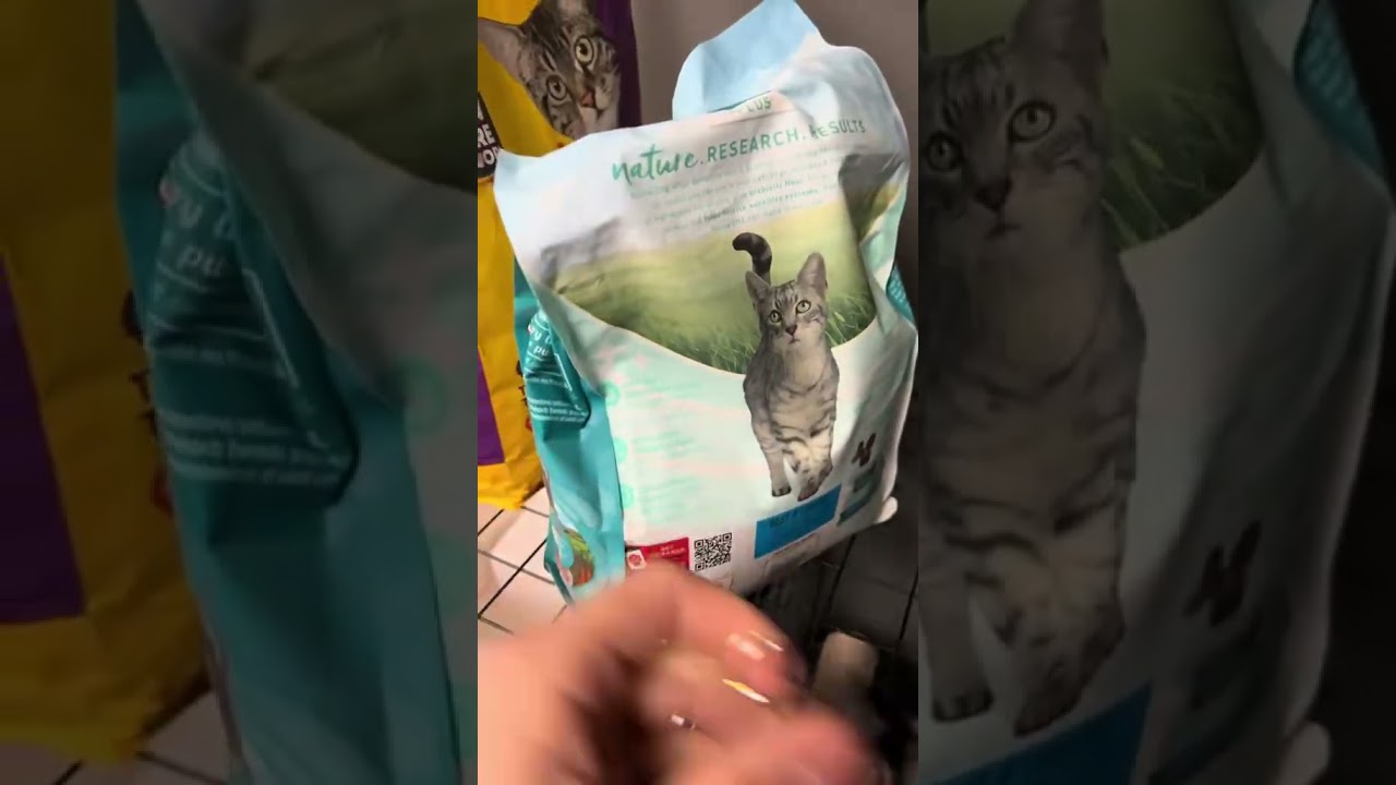 FEEDING THE STRAY CATS AT THE GYM