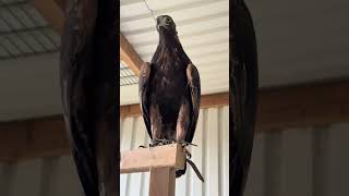Kennt ihr schon den Stoneeagle??? 😱 #falknerei #steinadler #goldeneagle #zoo #adler