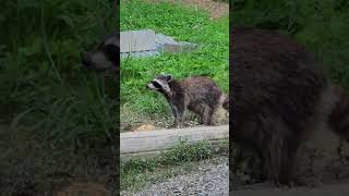 Raccoons don't have saliva glands