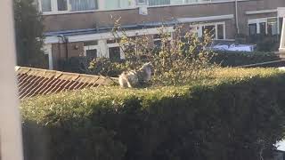 Mainecoon cat walk over the Hedge