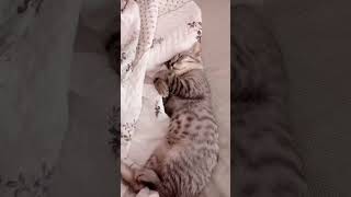 #hayvansever#hayvanseverler#cat