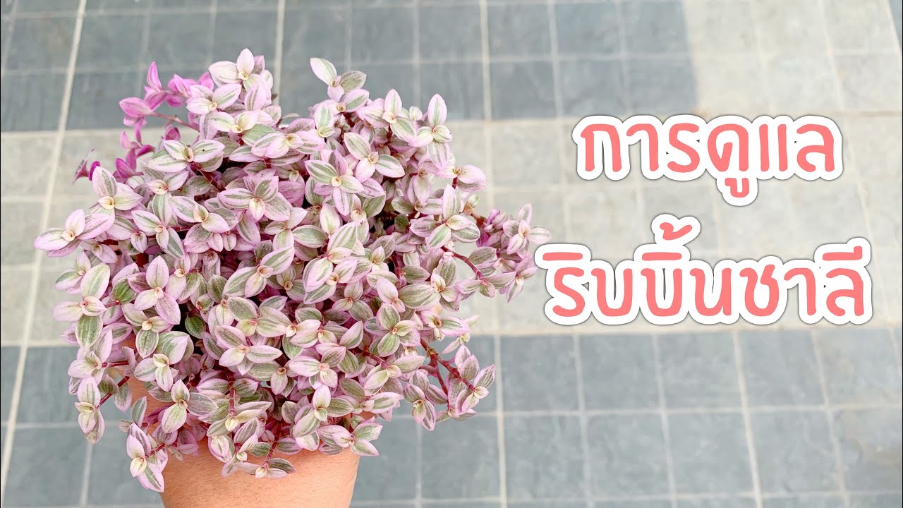 [ Rookie P ] EP143 : How to การดูแลริบบิ้นชาลี |  Callsia repen pink lady