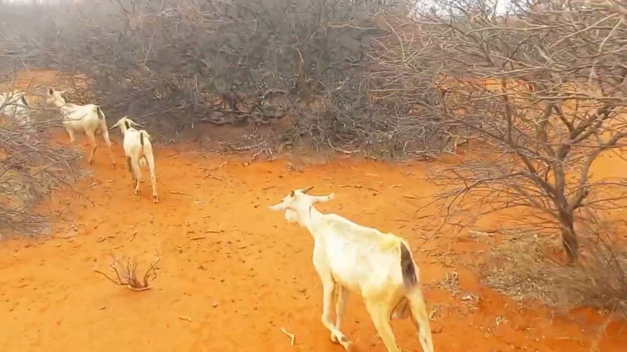 Abaar xun ayaa dhacday halkaan waa lababaar 