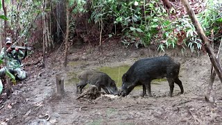 (full poins):; 1 HARI BERBURU BABI HUTAN SUPER JUMBO