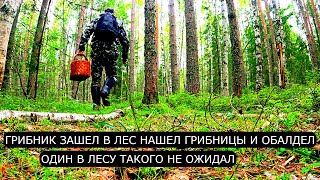 картинка: Грибник зашел в лес нашел ГРИБНИЦЫ и ОБАЛДЕЛ! Один с лесу такого не ожидал! Ягоды и Грибы 2025