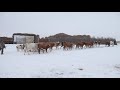 Сельчане в Атырауской области несут убытки из-за скотокрадов