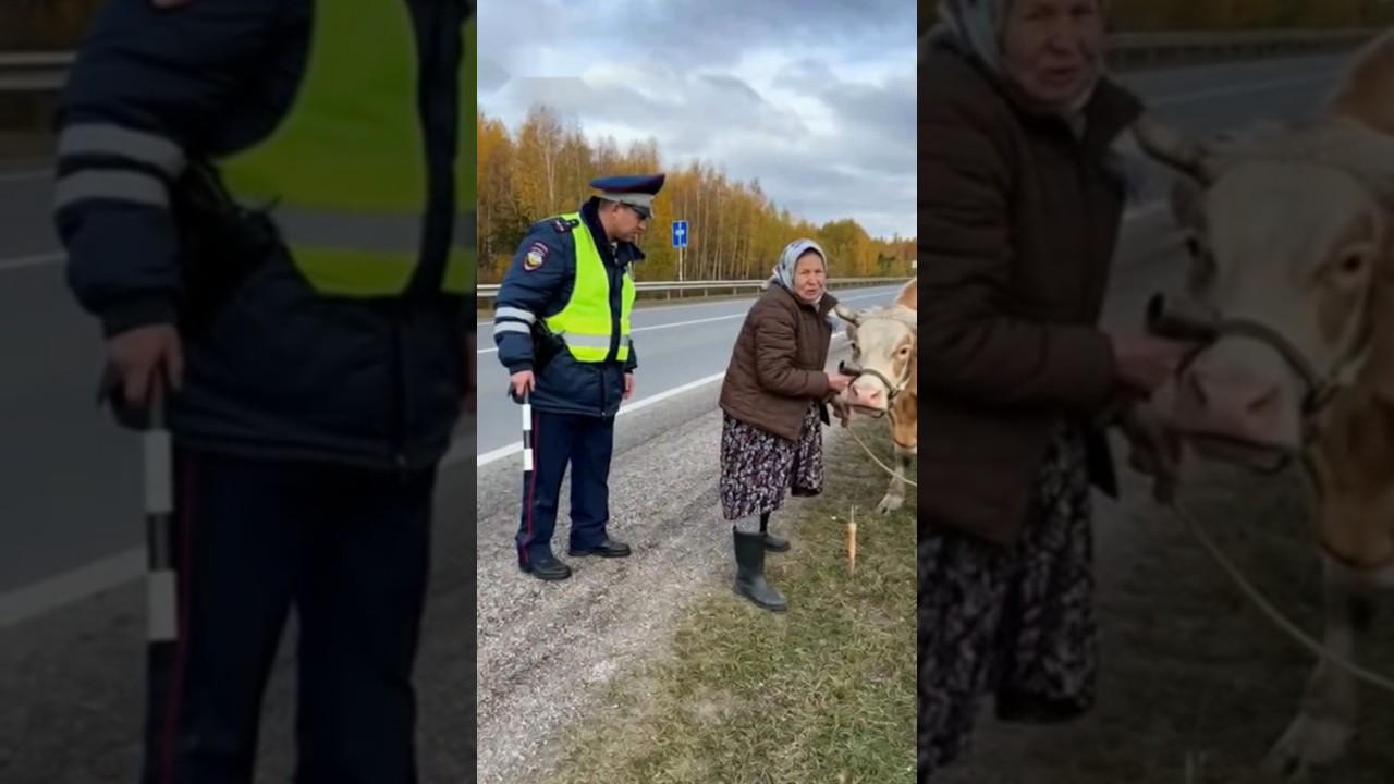 Пост ГАИ — не пастбище! 🐄🤣 