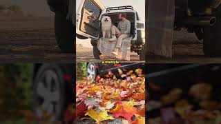 What Does SUV Stand For? #SUV #CarFacts #OffRoadAdventures Details