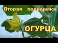 Вторая подкормка огурцов СРОЧНО дайте это огурцам