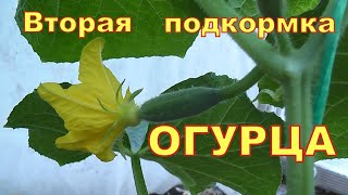 Вторая подкормка огурцов СРОЧНО дайте это огурцам