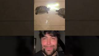 Boombastic turtle #funny #shorts #boombastic #trend #viral @eviloogway