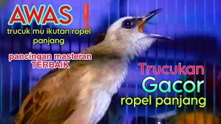 trucukan gacor ropel panjang TERBAIK untuk perangsang trucuk lain ikutan ropel