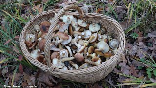 видео: Осенний опёнок горчичный и много других попутных грибов картинка: Осенний опёнок горчичный и много других попутных грибов