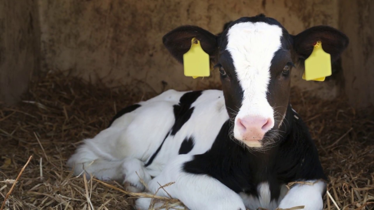 CowCalf Corner (1/6/18) YouTube