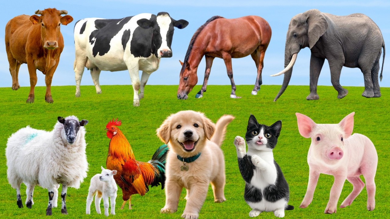 🌿Chó, Mèo, Heo & Vịt 