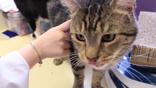 Animals  Help Special Needs Students