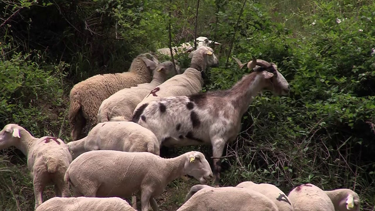Primera Escuela de Pastores de Aragón en San Juan de Plan | Territorio Vivo ATV 260