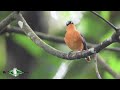 Beautiful Grey-winged Robin-Chat singing - Uganda birding tours!