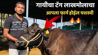 गायीच्या कानातील टॅग का महत्त्वाचे असतात 💯😱❓ Cow Ear Tag 🔥CowFit Studio