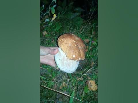 БІЛИЙ ГРИБ велетень знайшов вночі🍄💥це ШОК - YouTube