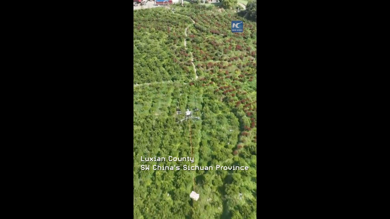 Oranges take flight: drones transform harvest in rural SW China